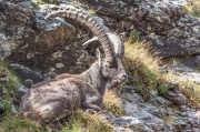 07-09-2013 - M.te Chierico - Corno Stella - Passo e M.te Tonale - Lago Publino - M.te Masoni - Rifugio  - FOTOGALLERY